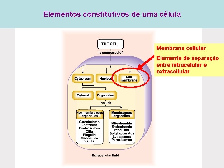 Elementos constitutivos de uma célula Membrana cellular Elemento de separação entre intracelular e extracellular Elementos constitutivos de uma célula Membrana cellular Elemento de separação entre intracelular e extracellular