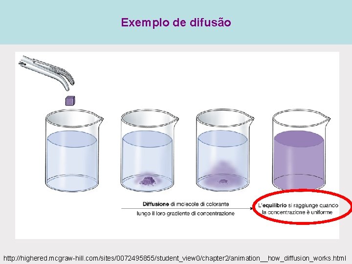 Exemplo de difusão http: //highered. mcgraw-hill. com/sites/0072495855/student_view 0/chapter 2/animation__how_diffusion_works. html Exemplo de difusão http: //highered. mcgraw-hill. com/sites/0072495855/student_view 0/chapter 2/animation__how_diffusion_works. html