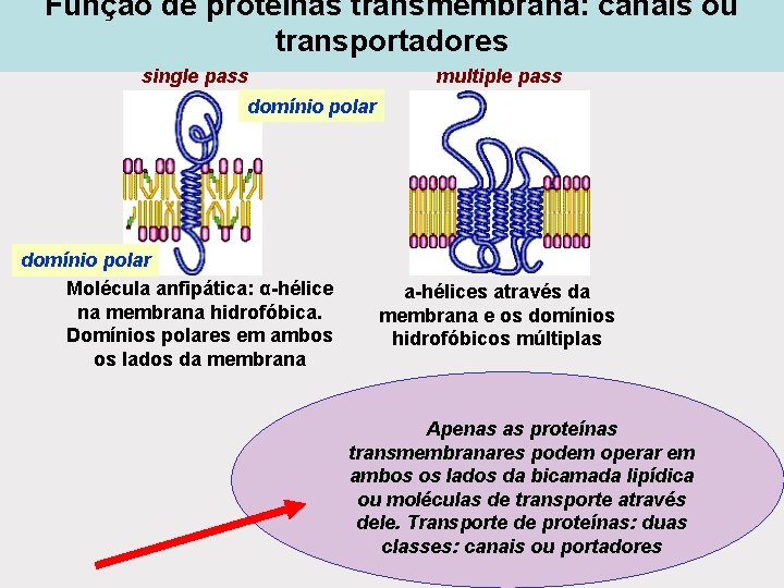 Função de proteínas transmembrana: canais ou transportadores single pass multiple pass domínio polar Molécula Função de proteínas transmembrana: canais ou transportadores single pass multiple pass domínio polar Molécula