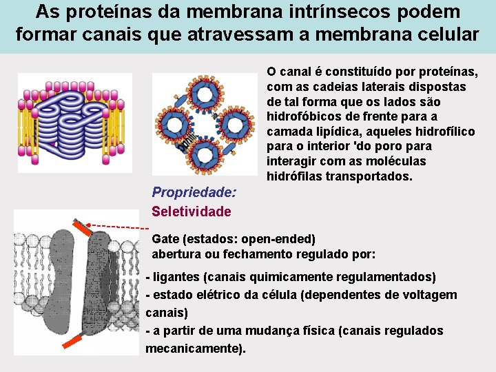 As proteínas da membrana intrínsecos podem formar canais que atravessam a membrana celular O As proteínas da membrana intrínsecos podem formar canais que atravessam a membrana celular O