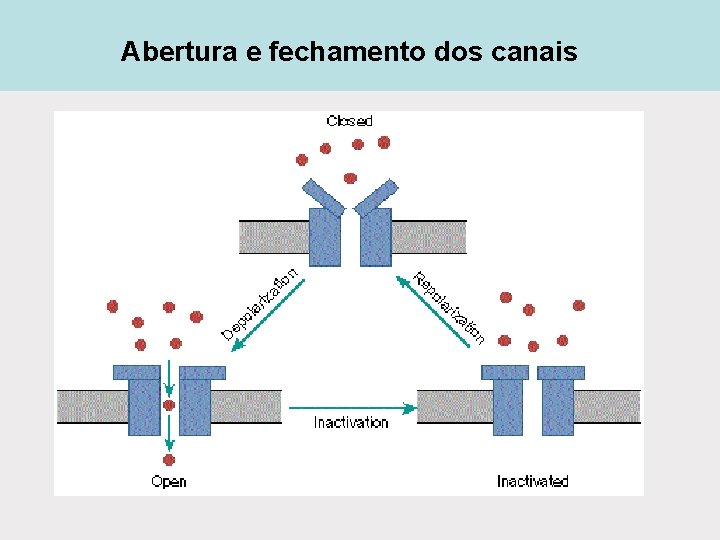 Abertura e fechamento dos canais Abertura e fechamento dos canais