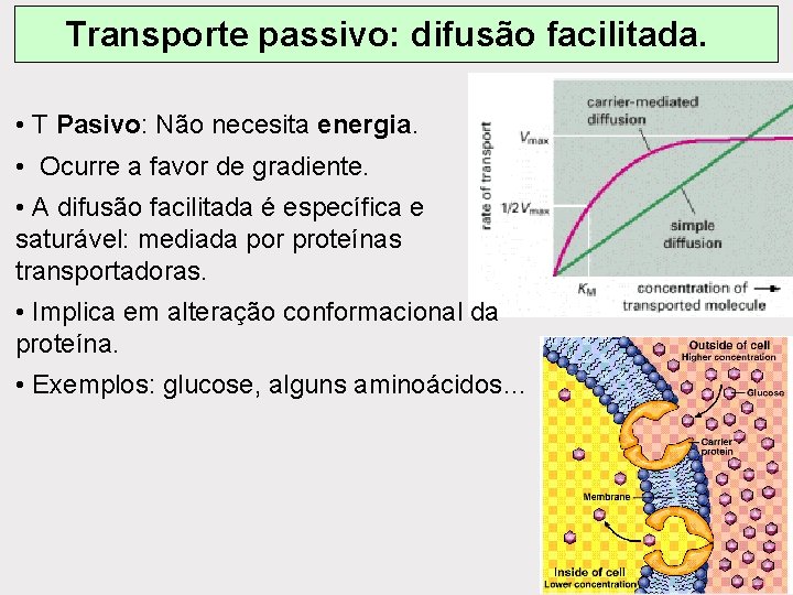 Transporte passivo: difusão facilitada. • T Pasivo: Não necesita energia. • Ocurre a favor Transporte passivo: difusão facilitada. • T Pasivo: Não necesita energia. • Ocurre a favor