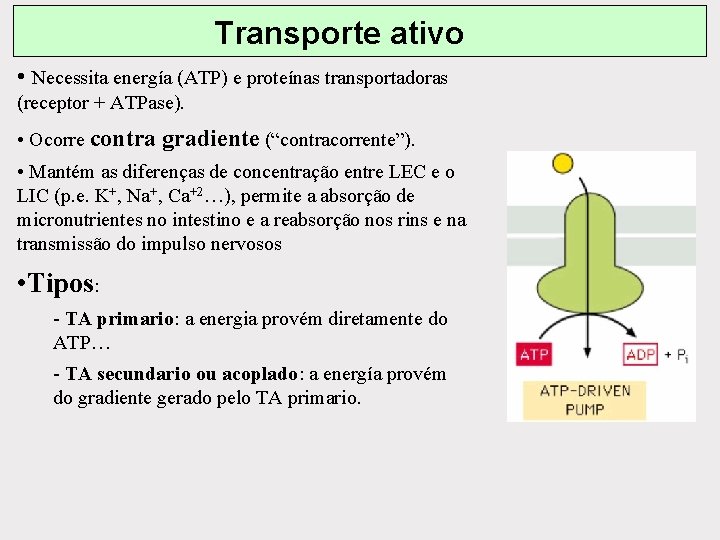 Transporte ativo • Necessita energía (ATP) e proteínas transportadoras (receptor + ATPase). • Ocorre Transporte ativo • Necessita energía (ATP) e proteínas transportadoras (receptor + ATPase). • Ocorre