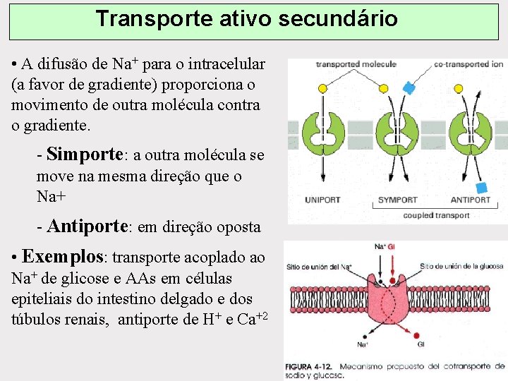 Transporte ativo secundário • A difusão de Na+ para o intracelular (a favor de Transporte ativo secundário • A difusão de Na+ para o intracelular (a favor de