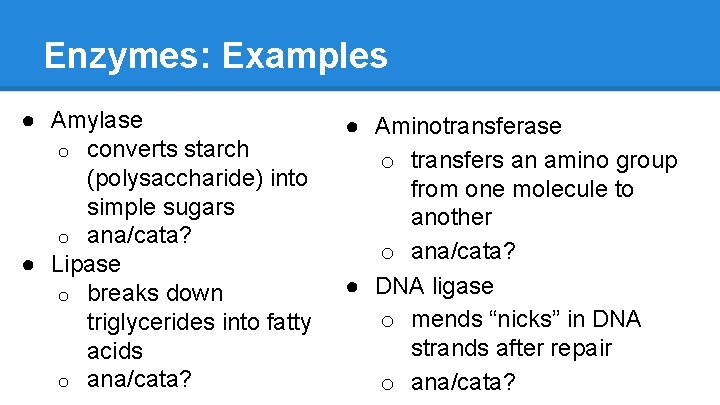 Enzymes: Examples ● Amylase o converts starch (polysaccharide) into simple sugars o ana/cata? ●