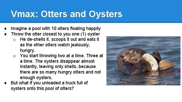 Vmax: Otters and Oysters ● Imagine a pool with 10 otters floating happily ●
