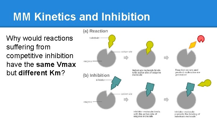 MM Kinetics and Inhibition Why would reactions suffering from competitive inhibition have the same