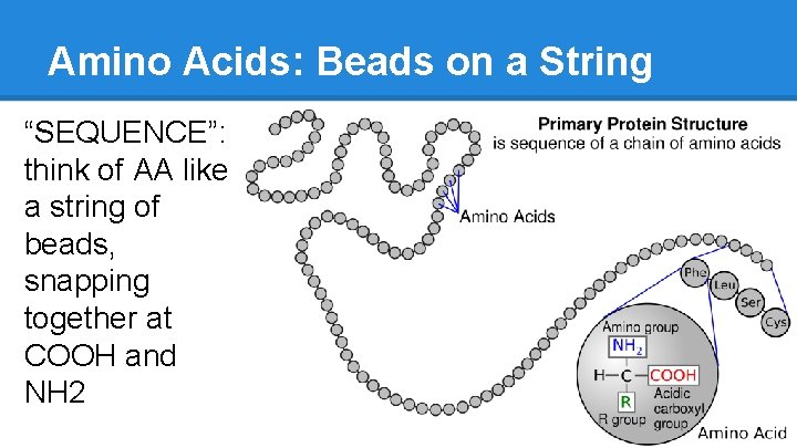 Amino Acids: Beads on a String “SEQUENCE”: think of AA like a string of