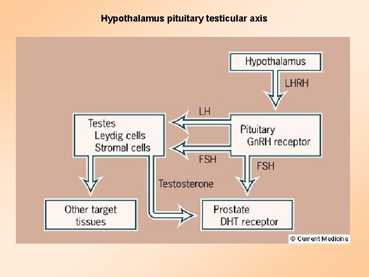 Hypothalamus pituitary testicular axis 