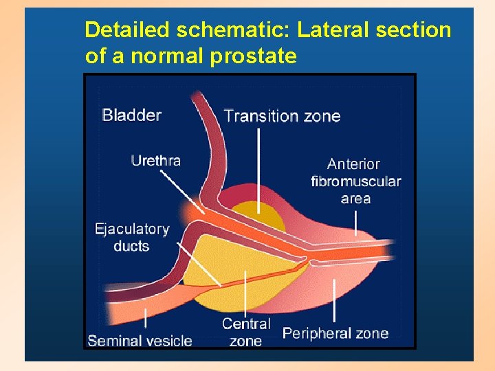 Detailed schematic: Lateral section of a normal prostate 