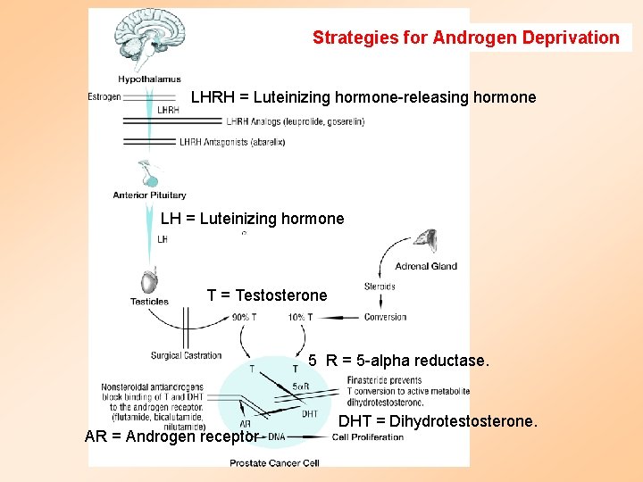 Strategies for Androgen Deprivation LHRH = Luteinizing hormone-releasing hormone LH = Luteinizing hormone T