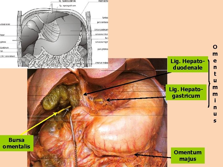 Lig. Hepatoduodenale Lig. Hepatogastricum Bursa omentalis Omentum majus O m e n t u