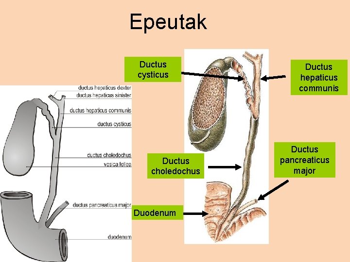 Epeutak Ductus cysticus Ductus choledochus Duodenum Ductus hepaticus communis Ductus pancreaticus major 