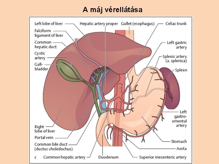 A máj vérellátása 