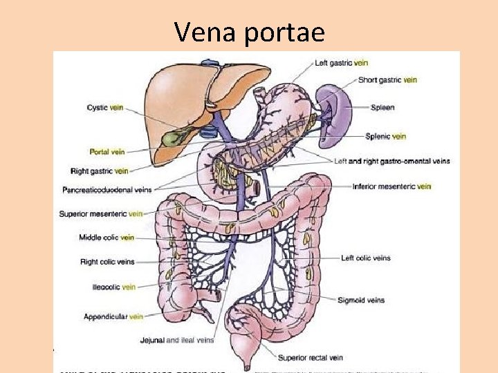 Vena portae 