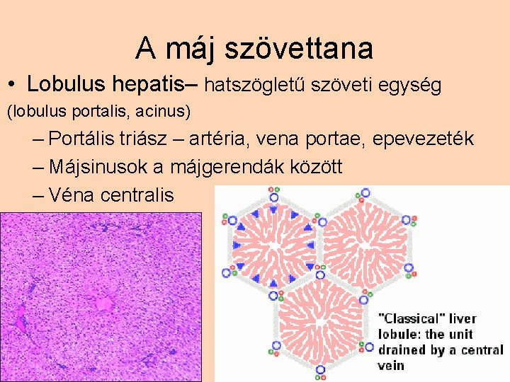 A máj szövettana • Lobulus hepatis– hatszögletű szöveti egység (lobulus portalis, acinus) – Portális