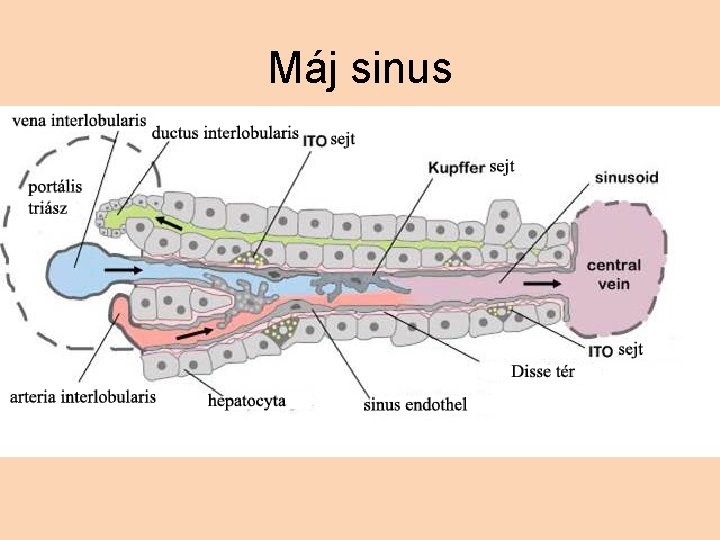 Máj sinus 