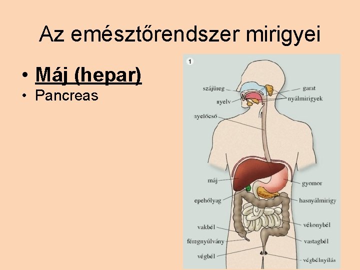Az emésztőrendszer mirigyei • Máj (hepar) • Pancreas 