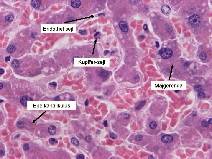 Endothel sejt Kupffer-sejt Májgerenda Epe kanalikulus 