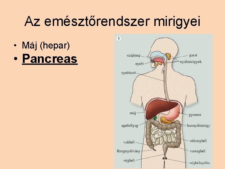 Az emésztőrendszer mirigyei • Máj (hepar) • Pancreas 