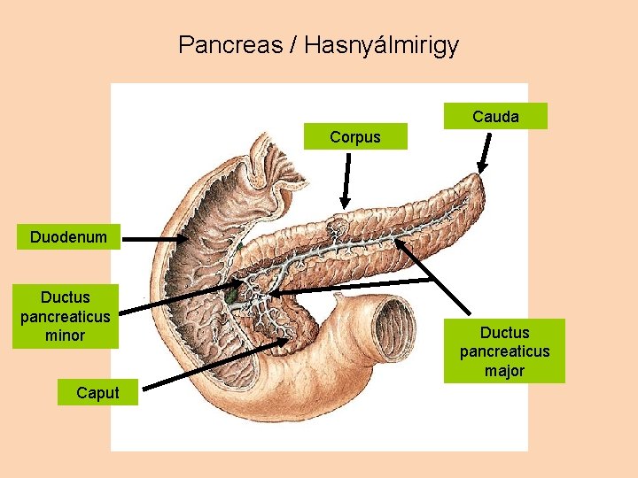 Pancreas / Hasnyálmirigy Cauda Corpus Duodenum Ductus pancreaticus minor Caput Ductus pancreaticus major 