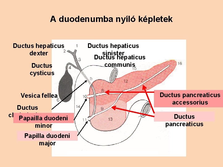 A duodenumba nyíló képletek Ductus hepaticus dexter Ductus cysticus Vesica fellea Ductus choledochus Papailla