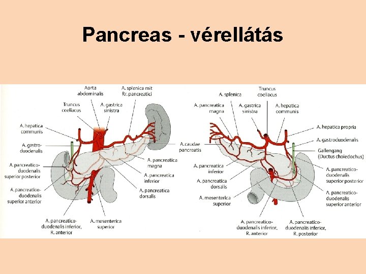 Pancreas - vérellátás 