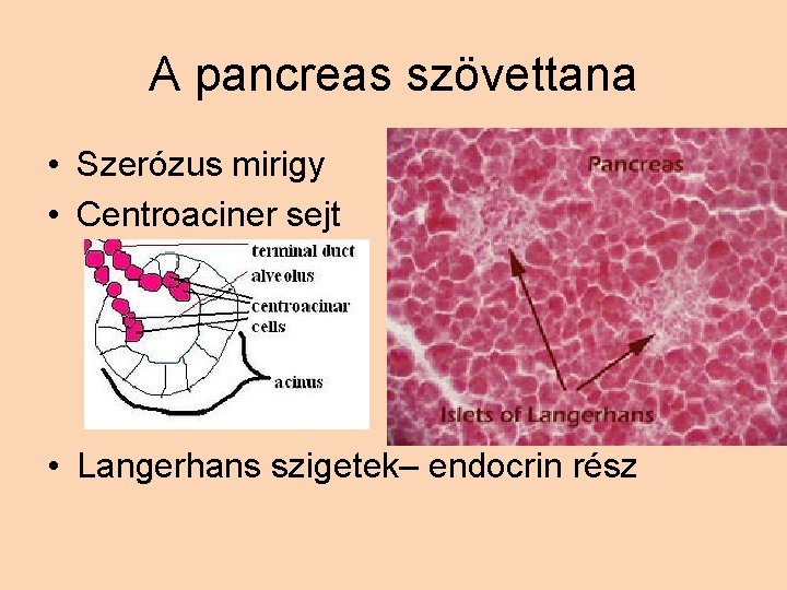 A pancreas szövettana • Szerózus mirigy • Centroaciner sejt • Langerhans szigetek– endocrin rész