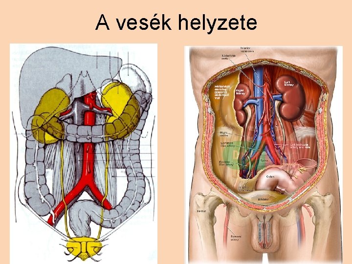 A vesék helyzete 