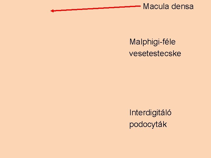 Macula densa Malphigi-féle vesetestecske Interdigitáló podocyták 