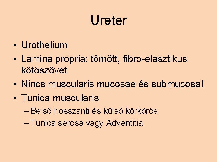 Ureter • Urothelium • Lamina propria: tömött, fibro-elasztikus kötőszövet • Nincs muscularis mucosae és