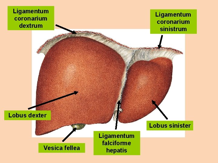 Ligamentum coronarium dextrum Ligamentum coronarium sinistrum Lobus dexter Lobus sinister Vesica fellea Ligamentum falciforme