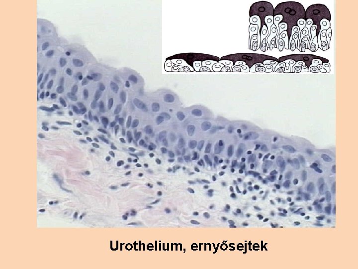 Urothelium, ernyősejtek 