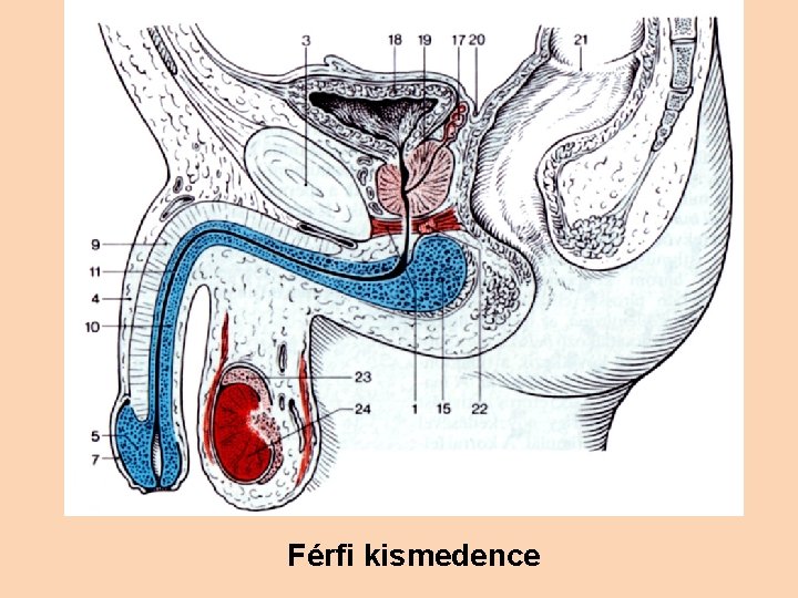 Férfi kismedence 