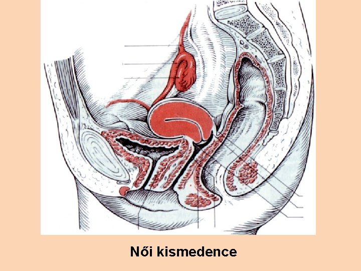 Női kismedence 