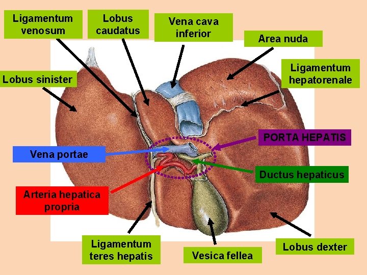 Ligamentum venosum Lobus caudatus Vena cava inferior Area nuda Ligamentum hepatorenale Lobus sinister PORTA
