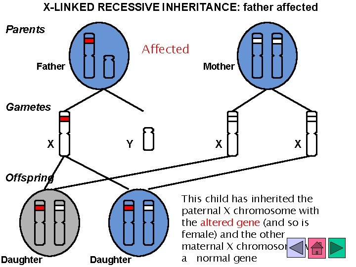 X-LINKED RECESSIVE INHERITANCE: father affected Parents Affected Father Mother Gametes X Y X X