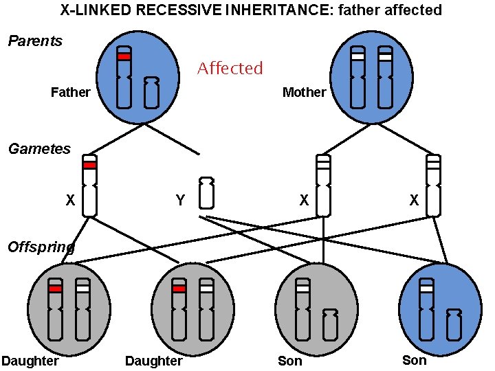 X-LINKED RECESSIVE INHERITANCE: father affected Parents Affected Father Mother Gametes X Y X X