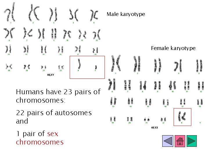 Male karyotype Female karyotype Humans have 23 pairs of chromosomes: 22 pairs of autosomes