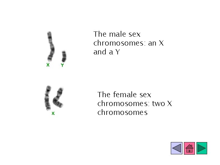 The male sex chromosomes: an X and a Y The female sex chromosomes: two