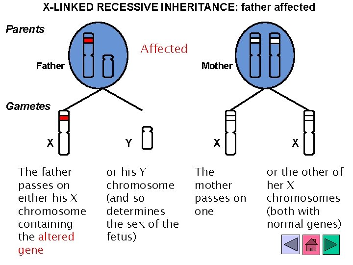 X-LINKED RECESSIVE INHERITANCE: father affected Parents Affected Father Mother Gametes X The father passes