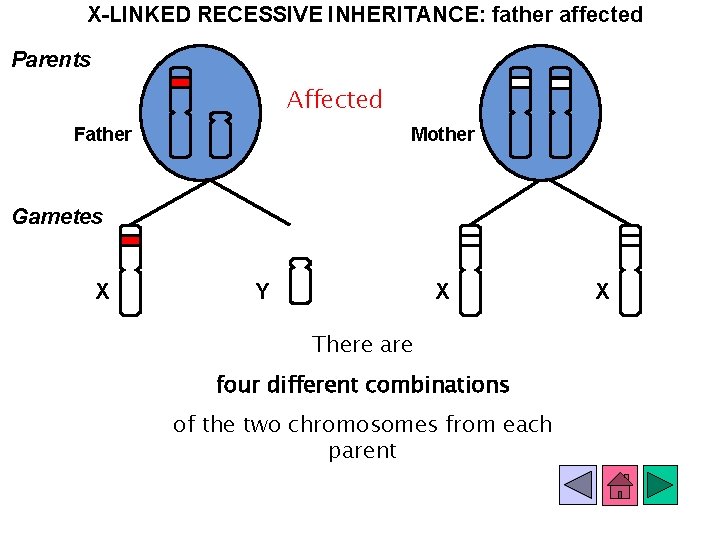 X-LINKED RECESSIVE INHERITANCE: father affected Parents Affected Father Mother Gametes X Y X There