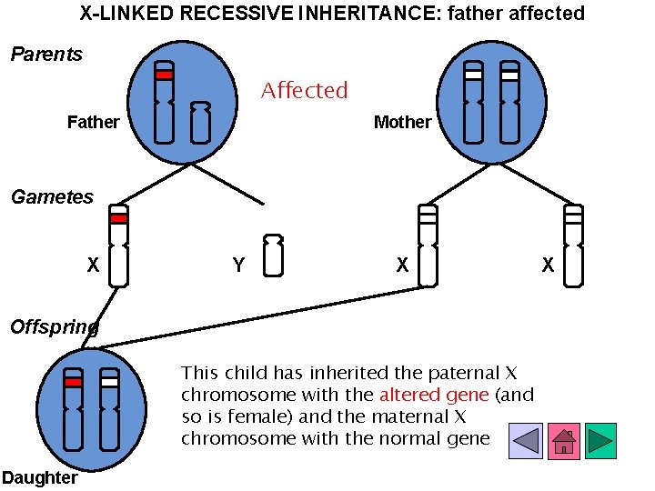 X-LINKED RECESSIVE INHERITANCE: father affected Parents Affected Father Mother Gametes X Y X Offspring