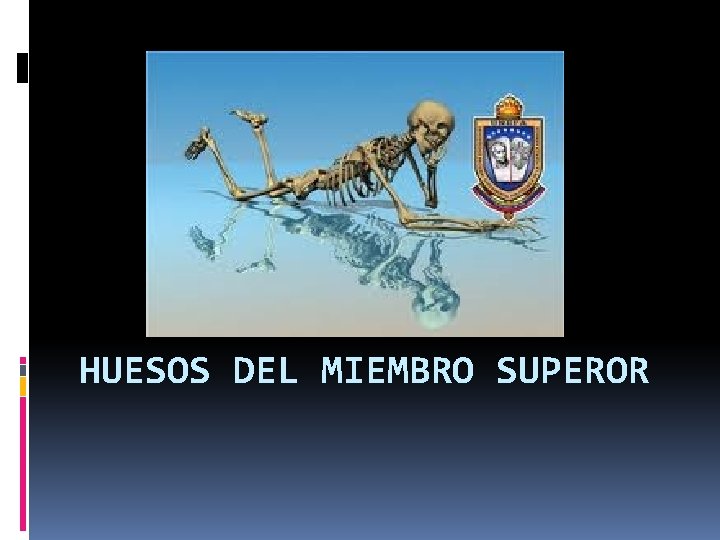 HUESOS DEL MIEMBRO SUPEROR 