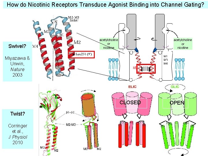 How do Nicotinic Receptors Transduce Agonist Binding into Channel Gating? Swivel? acetylcholine or nicotine