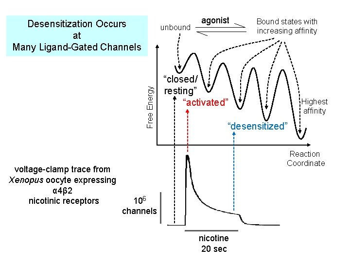 Desensitization Occurs at Many Ligand-Gated Channels Free Energy unbound voltage-clamp trace from Xenopus oocyte