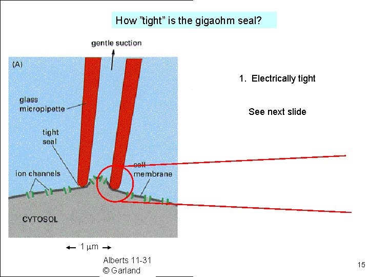 How ”tight” is the gigaohm seal? 1. Electrically tight See next slide 1 mm