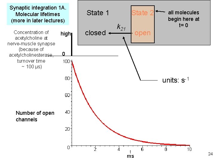 Synaptic integration 1 A. Molecular lifetimes (more in later lectures) Concentration of acetylcholine at