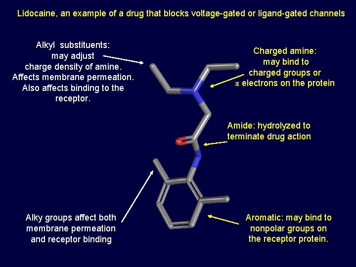 Lidocaine, an example of a drug that blocks voltage-gated or ligand-gated channels Alkyl substituents: