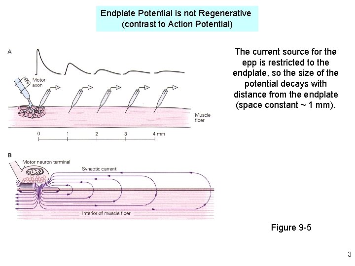 Endplate Potential is not Regenerative (contrast to Action Potential) The current source for the